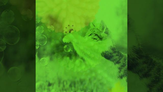 Музыка (Расслабляющие кошки) смотреть онлайн