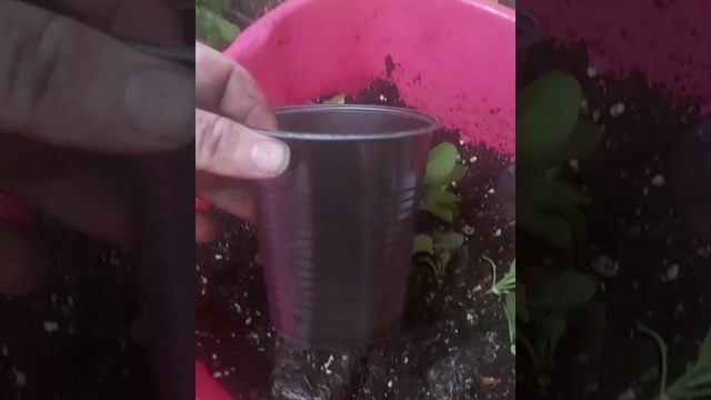 Черенки Петунии