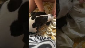 стаффордширский терьер роды