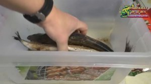 Малосольная селёдка пряного посола, по рецепту от Fisherman DV. 27 Rus