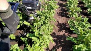 Окучивание картофеля мотокультиватором ТАРПАН