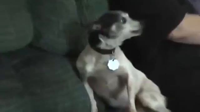 ОЧЕНЬ смешная озвучка животных¡¡¡
