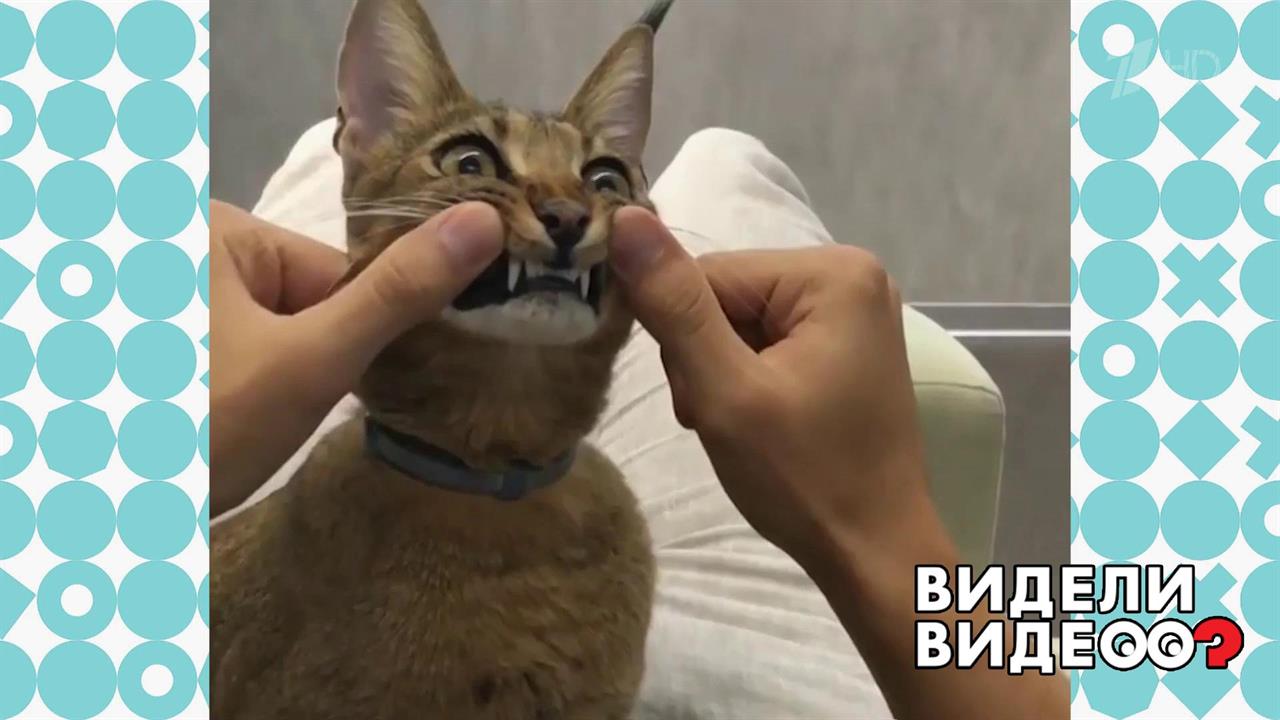 Улыбка каракета. Видели видео? Фрагмент выпуска от 08.01.2020