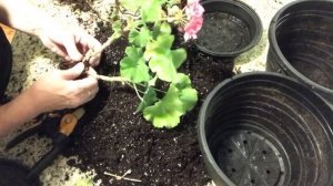 Подготовка Гераней к зиме. Пересадка Герани.