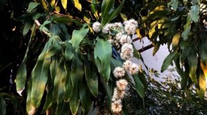 Dracaena fragrans ( Corn Plant )