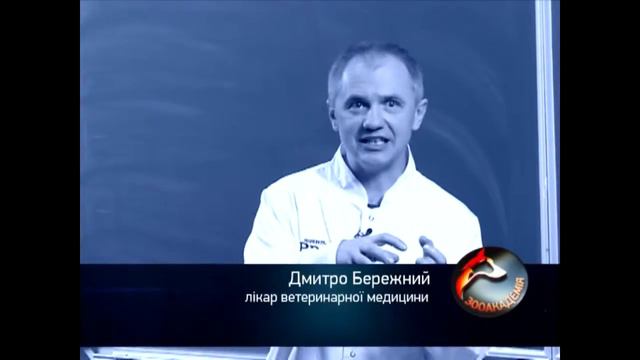 Зачем нужна одежда для собак и как ее подобрать? смотреть онлайн