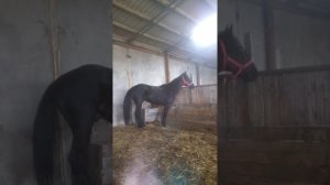 Жеребец Карачаевской породы линия Габар кличка Къанат "ИНАХОДЕЦ"