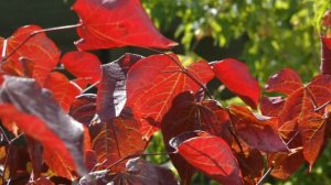 Cercis canadensis 'Forest Pansy'