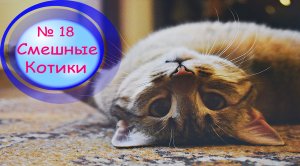 Котики Смешные?№18