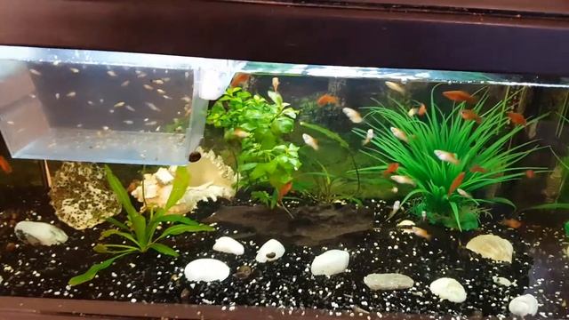 200 Мальков, от Гуппёшек, Меченосец, Пецилия и Молинески. V 18. Aquarium Fische, schöner Nachwuchs смотреть онлайн