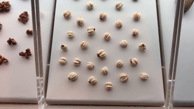 草海桐種子 Scaevola Taccada Seed смотреть онлайн