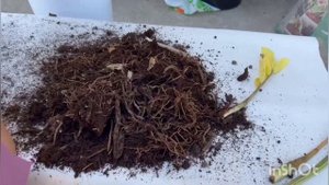 Желтеют листья замиокулькаса.5главных ошибок при выращивании замиокулькаса.#zzplant #замиокулькас