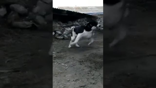 ОЕССЕНН СТИЛЬ Тунгус 9 мес. Живет в Армении п. Арегнадем. Национальные танцы под национальную музык смотреть онлайн