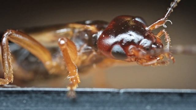 Forficula auricularia, the common earwig cleaning itself (4K) смотреть онлайн