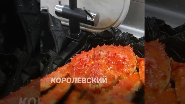 Г. Мурманск. Рыбалка БАРЕНЦЕВО МОРЕ, ТЕРИБЕРКА. По зимнику на снегоходах. смотреть онлайн