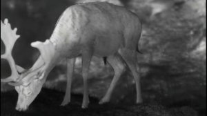 The best thermal imaging deer ever. Filmed with Helion 2 XP50.