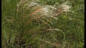 7 чудес природы Новосибирской области