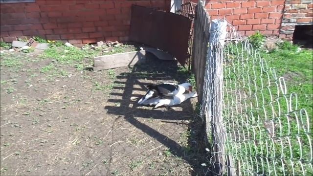 Когда отделять утят от утки/мамы/индоутки/мускусные утки.Индоутята