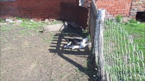 Когда отделять утят от утки/мамы/индоутки/мускусные утки.Индоутята