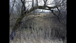 С.В. Савельев. Фотокамера Hasselblad X1D II