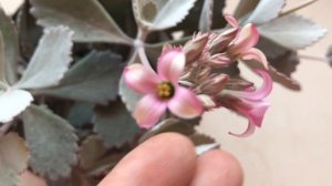 Kalanchoe pumila