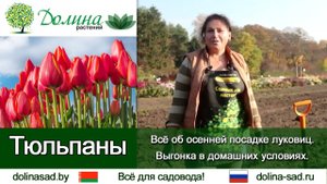 Тюльпаны все тонкости подготовки луковиц, посадки и ухода. Выгонка тюльпанов в домашних условиях