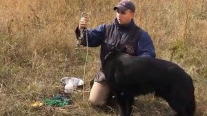 Следовая работа немецкой овчарки