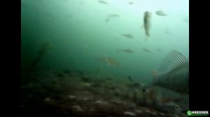 Подводные съемки эндоскопом в прозрачной воде. Подводная камера для поиска рыбы за копейки