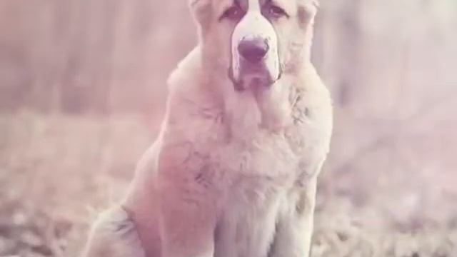 Порода собак Алабай смотреть онлайн