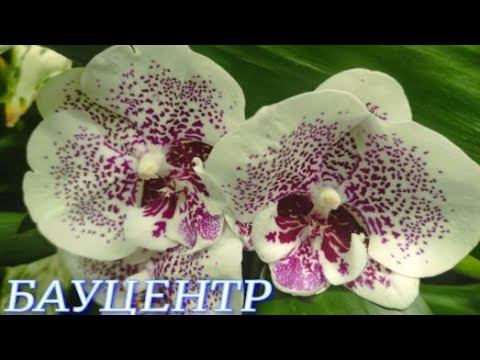 №909/ СВЕЖАЯ поставка ОРХИДЕЙ в БАУЦЕНТРЕ