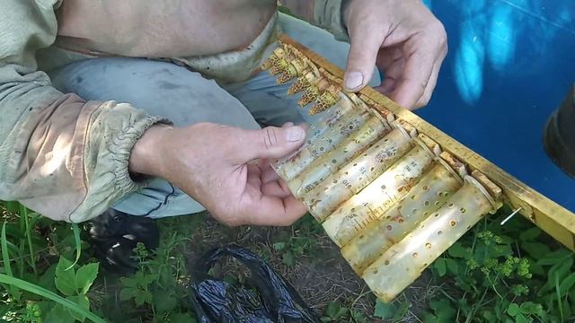 Ставим колпачки - шприцы на принятые маточники . смотреть онлайн