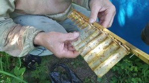 Ставим  колпачки - шприцы  на   принятые  маточники .