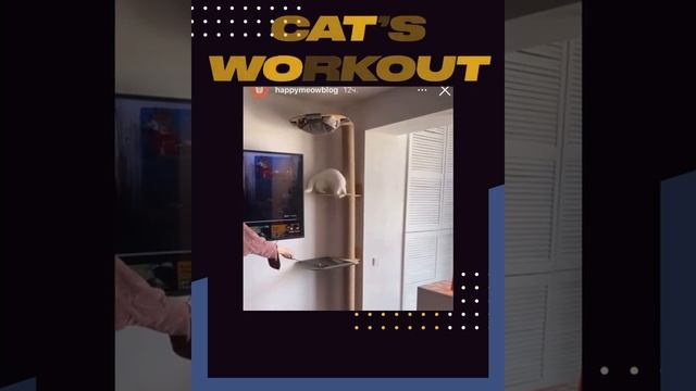 Cats workout