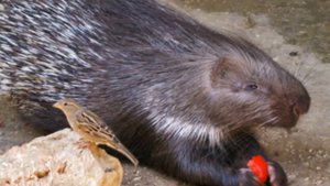 Ёжик и дикобраз родственники? Новая рубрика на канале " Миф или Правда"