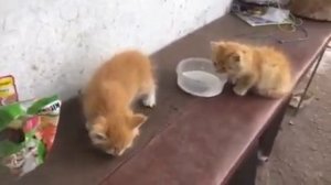 Чем можно кормить котят