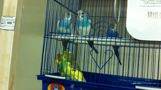 Зелёные и синие попугаи смотреть онлайн