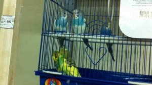 Зелёные и синие попугаи