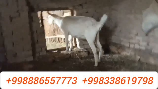 Конырат Шымбай 2023 Сутли Ешкилер хам ылаклар сатылады /Агробизнес /Каракалпакстан