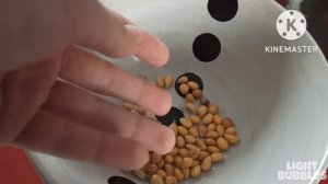 МОЖНО ЛИ СДЕЛАТЬ ПОП-КОРН ИЗ СЫРОЙ КУКУРУДЗЫ?
