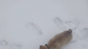 ЗАВЁЛ ЩЕНКА ЗАПАДНО-СИБИРСКОЙ ЛАЙКИ