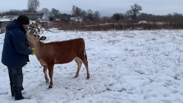 Веселая прогулка! Подрались! Прогрев фундамента. смотреть онлайн