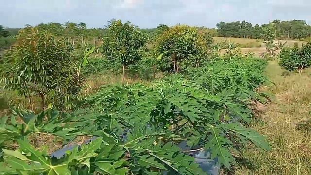 TIDAK PERLU PUPUK ANEH-ANEH INI CARANYA #pepayacalifornia#youtube смотреть онлайн