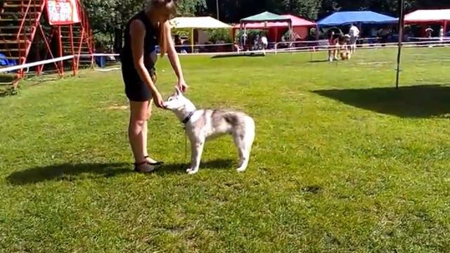 #хаски Кай ,занятия с хендлером смотреть онлайн