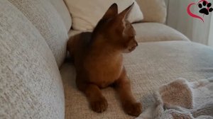 Абиссинский котенок. Окрасы абиссинских кошек. Colors of Abyssinian cats.