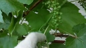Уход за виноградом в июле