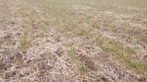 Хлебная жужелица продолжает уничтожать посев озимой пшеницы!