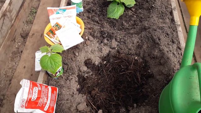 Посадка огурцов в теплицу. Осторожно паутинный клещ на рассаде! смотреть онлайн