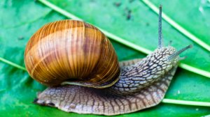 Виноградная улитка и интересные факты о ней