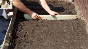 Как правильно сажать редиску семенами в открытый грунт весной