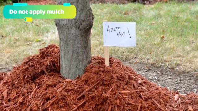 How To Grow The Best Sweeter Citrus Organically in Ground Or Pots | Make Citrus Trees Grow Faster смотреть онлайн